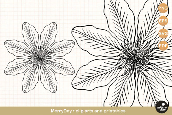 Exploring the Versatility of Clematis No. 2 Summer Flower Drawing